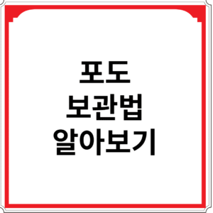 포도-보관법-알아보기