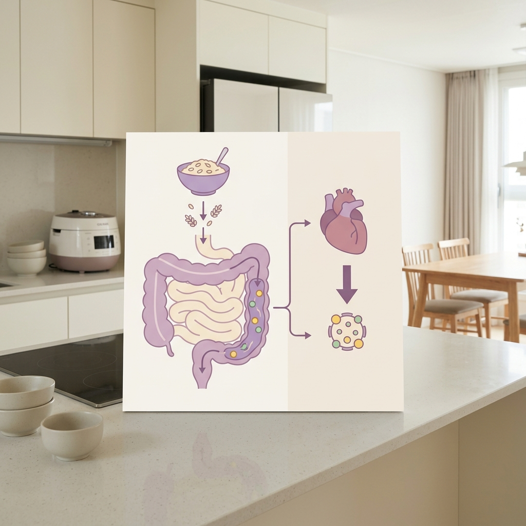 귀리 베타글루칸이 장에서 콜레스테롤 흡수를 막는 원리를 보여주는 인포그래픽